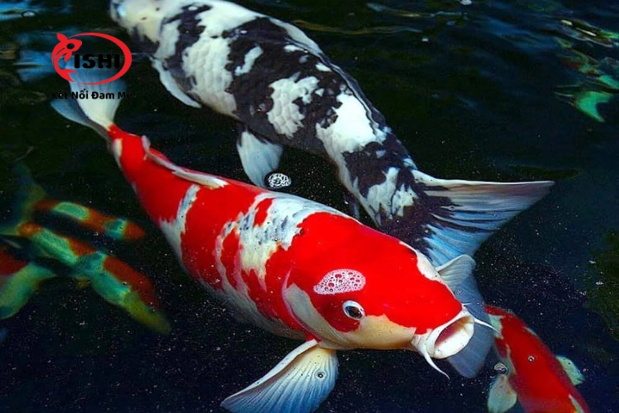 Trại Cá Koi Hưng Yên Uy Tín & Chất Lượng Nhất Hiện Nay