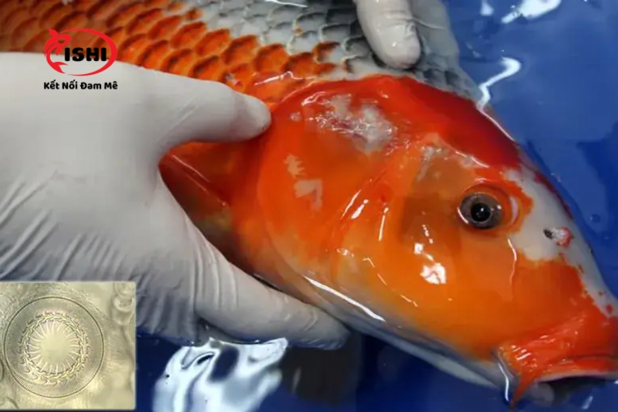 Trùng Bánh Xe Trichodina Ở Cá Koi Là Gì? Cách Điều Trị Và Phòng Ngừa