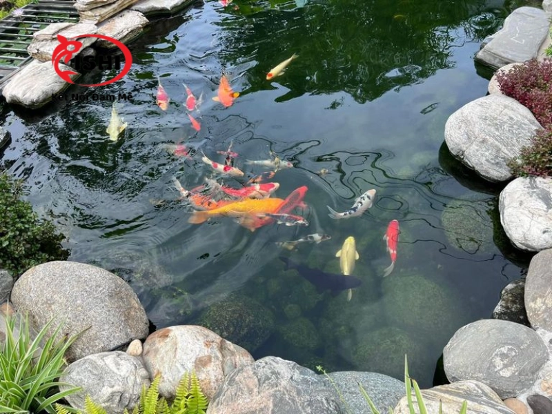Lời khuyên khi chọn cá koi tại Bắc Ninh