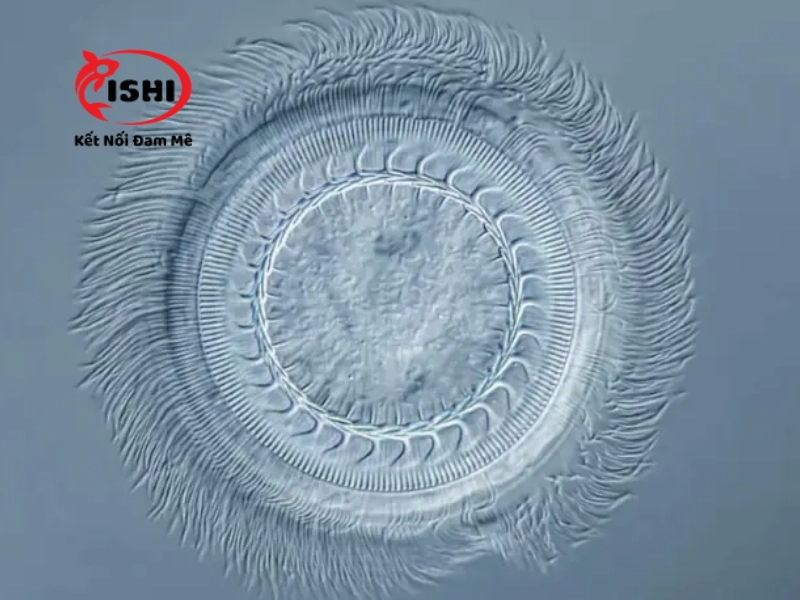 Khái quát về trùng bánh xe Trichodina ở cá