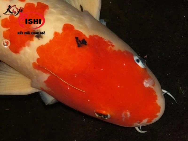 Bệnh đốm trắng ở cá Koi