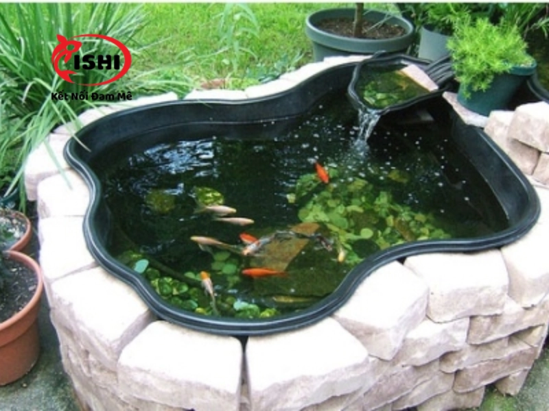 Thiết lập bể hồ cho cá koi mini