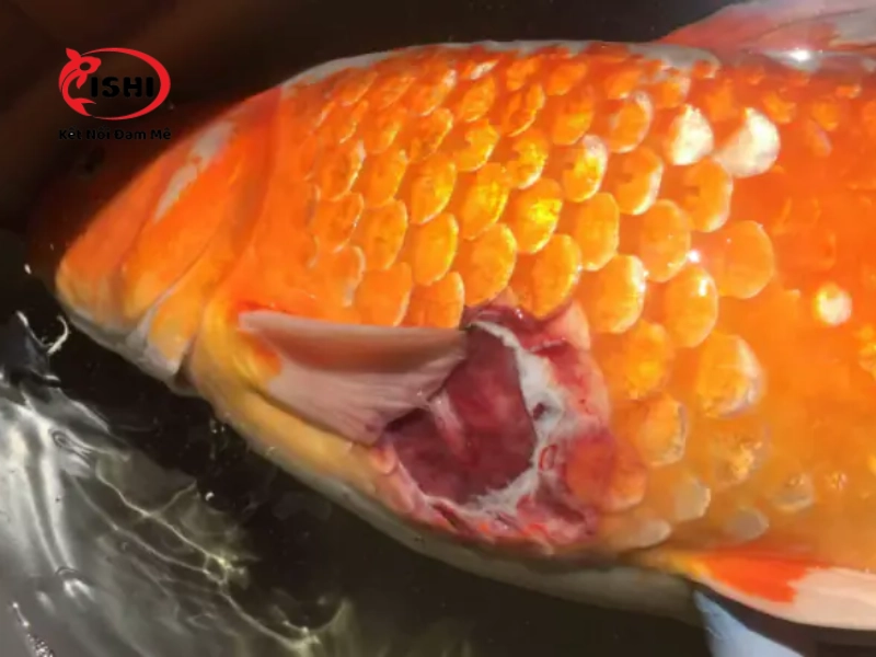 Vết loét trên thân cá Koi