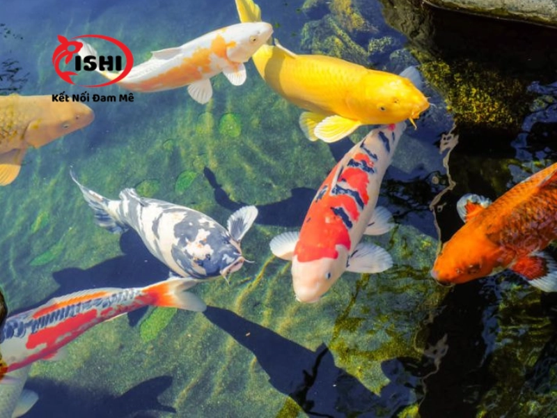 Đảm bảo môi trường sống để khắc phục hiện tượng cá koi bơi ngửa bụng