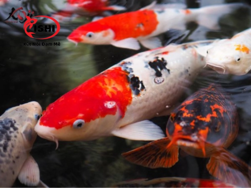 Các biện pháp phòng ngừa cá koi bị đục mắt