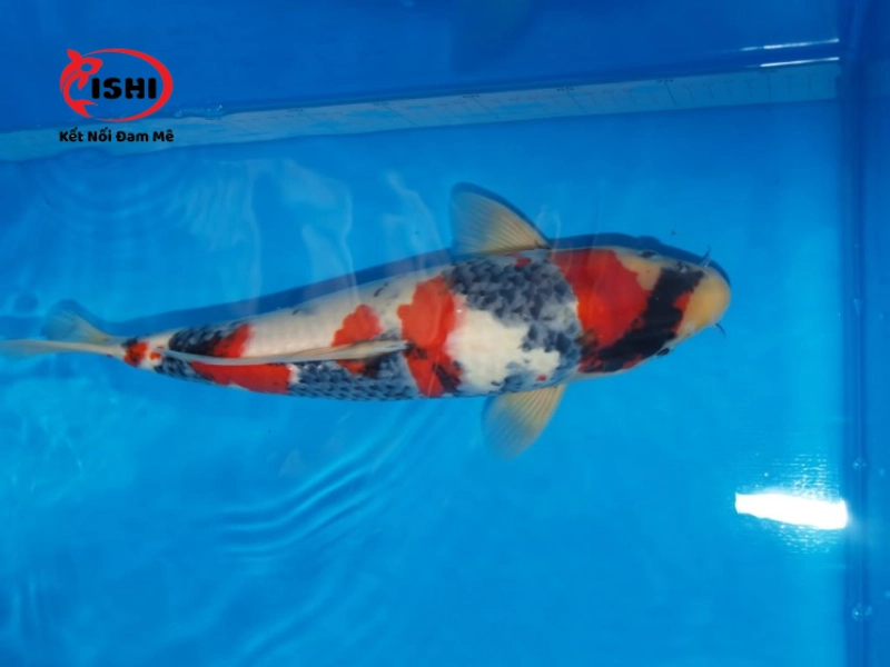 Dòng cá Koi Showa