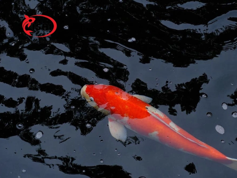 Những dấu hiệu bị stress ở cá koi