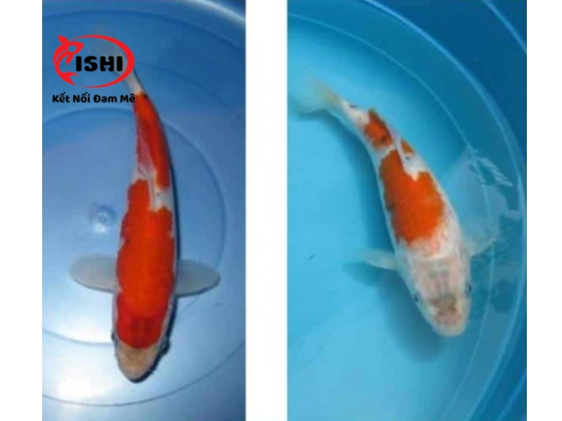 Màu sắc cá nhợt nhạt, mất đi vẻ sáng bóng