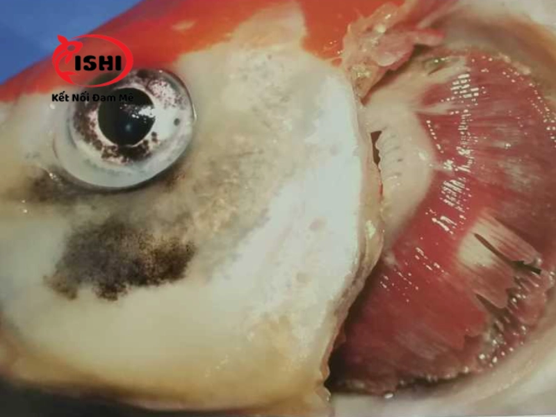 Những triệu chứng của cá koi khi bị bệnh Koi Herpes Virus