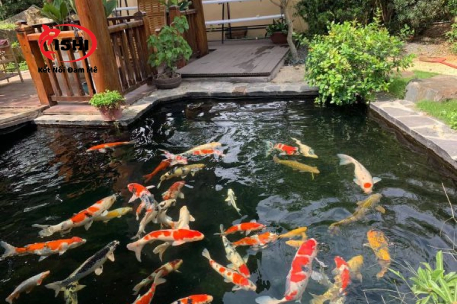 Top 11+ Địa Chỉ Bán Cá Koi Đẹp, Uy Tín Nhất Hà Nội