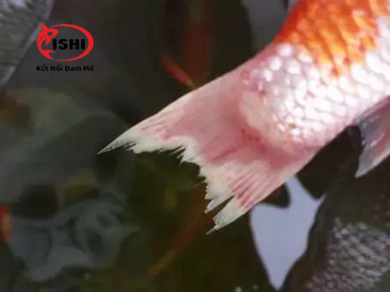 Những nguyên nhân khiến cá Koi bị thối đuôi