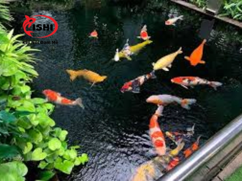 Các bệnh thường gặp khi nuôi cá koi