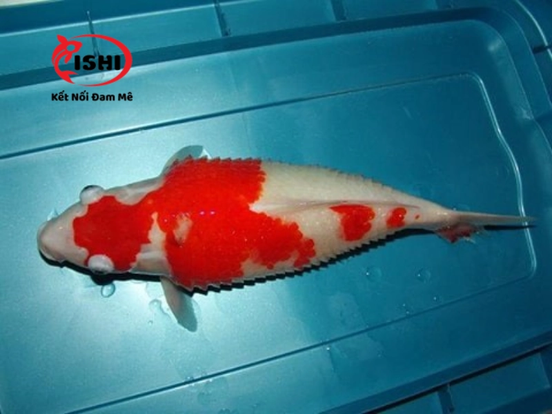 Bệnh xù vảy hay gặp ở cá koi