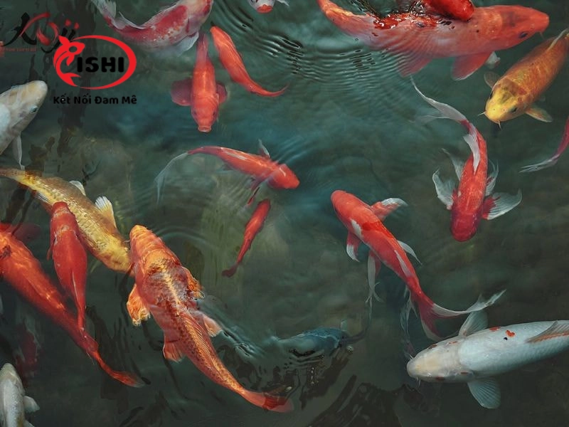 Hướng dẫn cách xử lý khi cá koi bơi lờ đờ