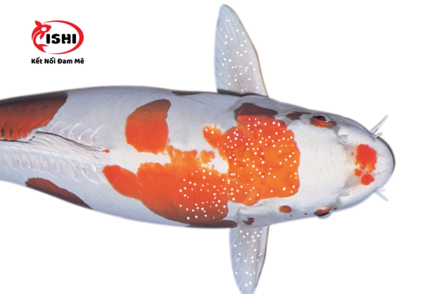 Cách Trị Bệnh Ký Sinh Trùng Đơn Bào Đốm Trắng White Spot (Ich) Ở Cá Koi