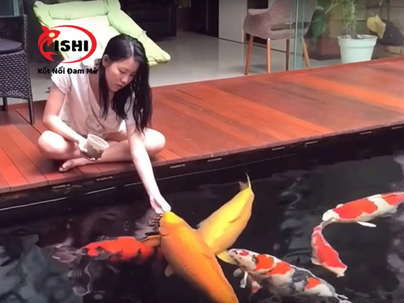 Xu hướng chơi cá Koi tại Hà Nội 