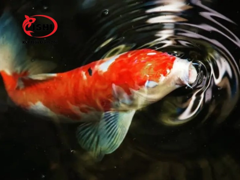 Cách điều trị cá koi bị đục mắt