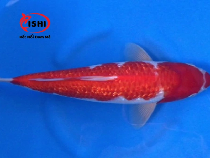 Cá koi Ginrin