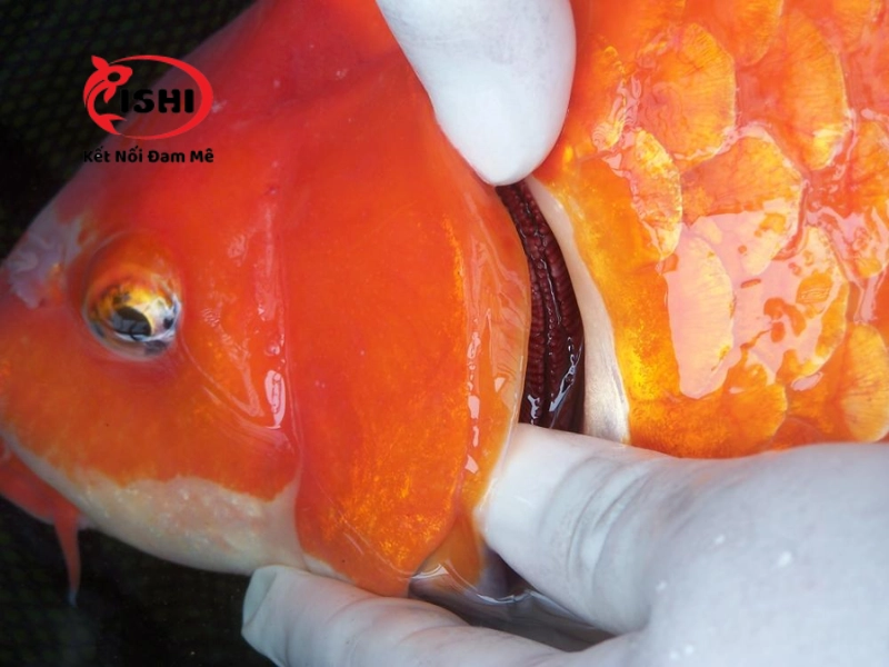 Mang cá Koi bị sưng đỏ