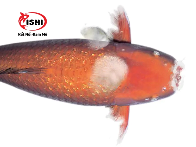 Những dấu hiệu nhận biết cá koi bị bệnh nấm trắng