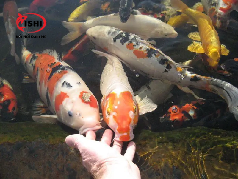 Sử dụng hỗn hợp Formalin và Malachite Green