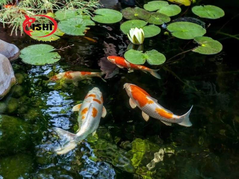 Những biện pháp phòng ngừa bệnh cá koi bị thối đuôi