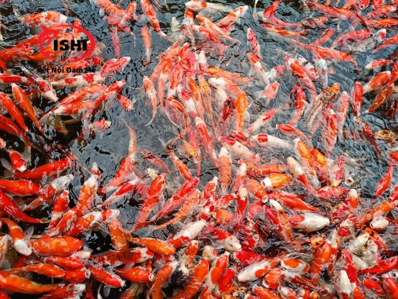 Lời khuyên khi chọn mua và chăm sóc cá koi Hà Nam