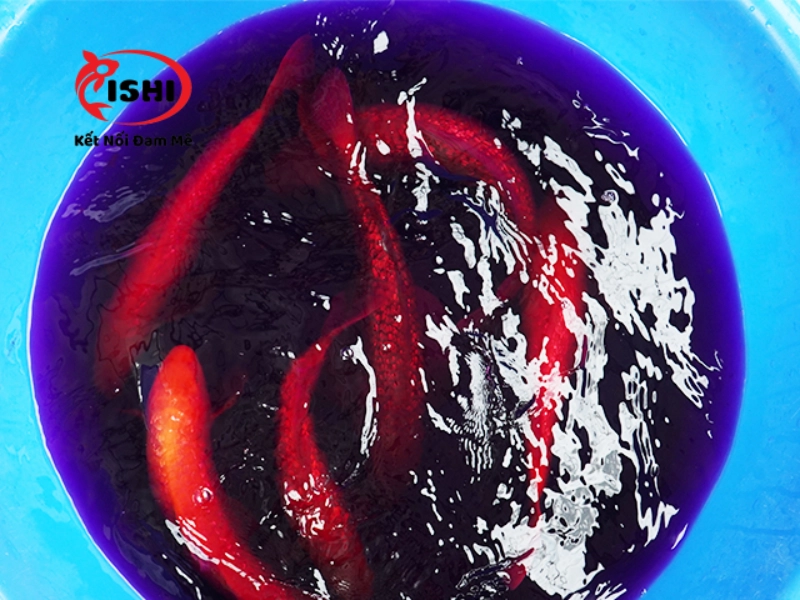 Những lưu ý khi sử dụng thuốc tím cho cá koi