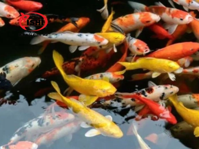 Sử dụng thuốc điều trị cá Koi bị thối đuôi