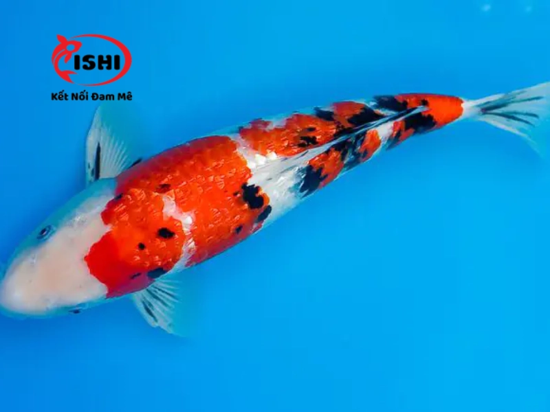 Cá Koi Sanke