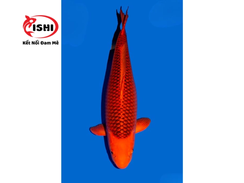 Cá koi Aka Matsuba