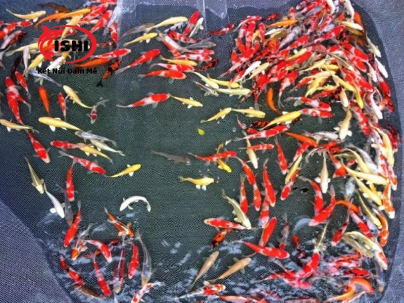 Chế độ dinh dường dành riêng cho cá koi mini