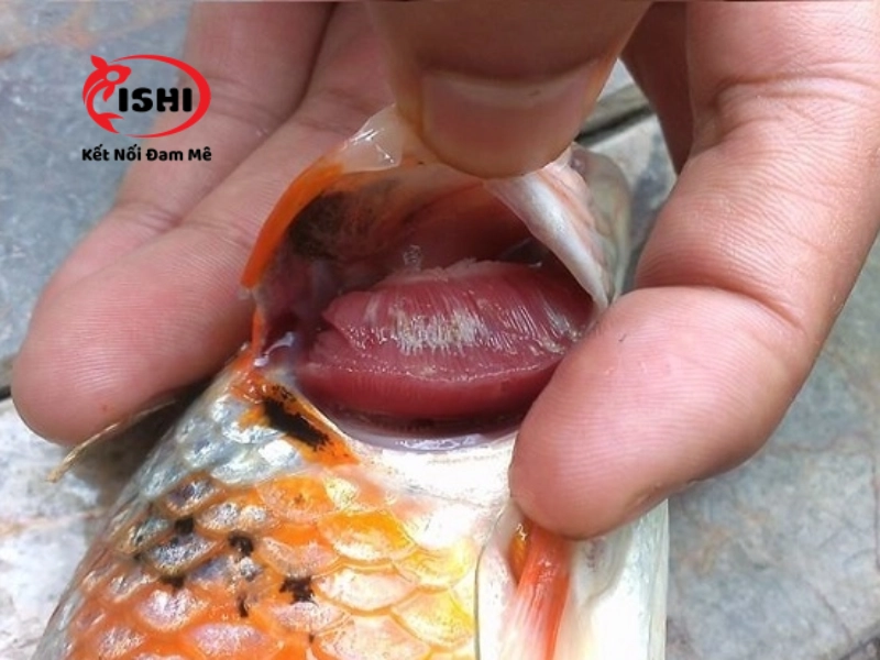 Dấu hiện nhận biết cá bị bệnh nấm mang 