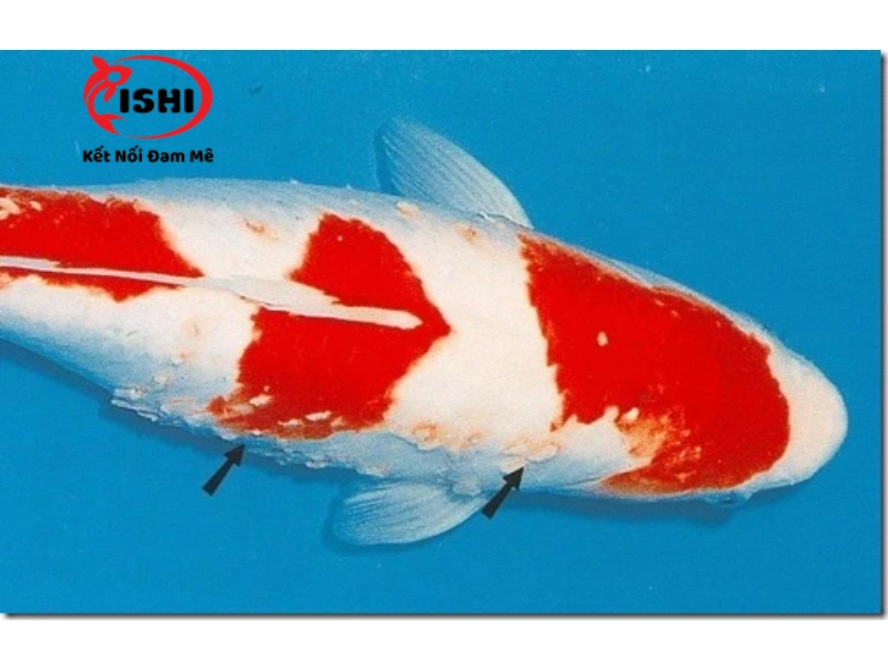 Những lí do khiến cá koi bị tuột nhớt