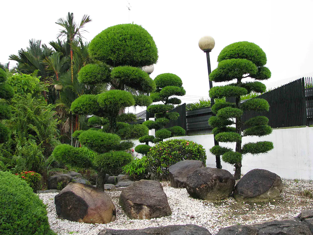 Cây tùng la hán Cây tùng vạn niên