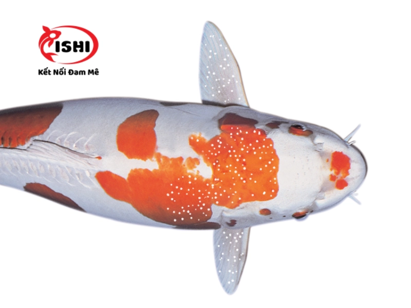 Những nguyên nhân gây bệnh ký sinh trùng đơn bào đốm trắng White Spot Ich