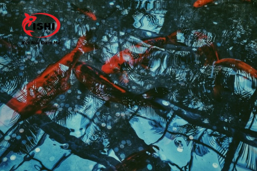 Địa Điểm Mua Cá Koi Uy Tín, Chất Lượng Tại Kon Tum | IshiKoi Farm