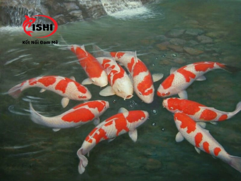 Lời khuyên khi chọn mua cá koi tại Hà Giang