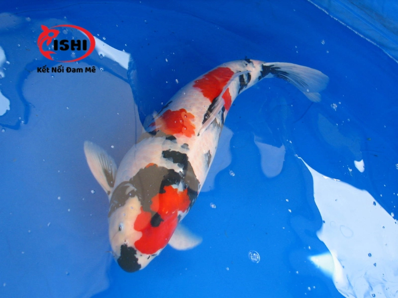 Cá koi Showa