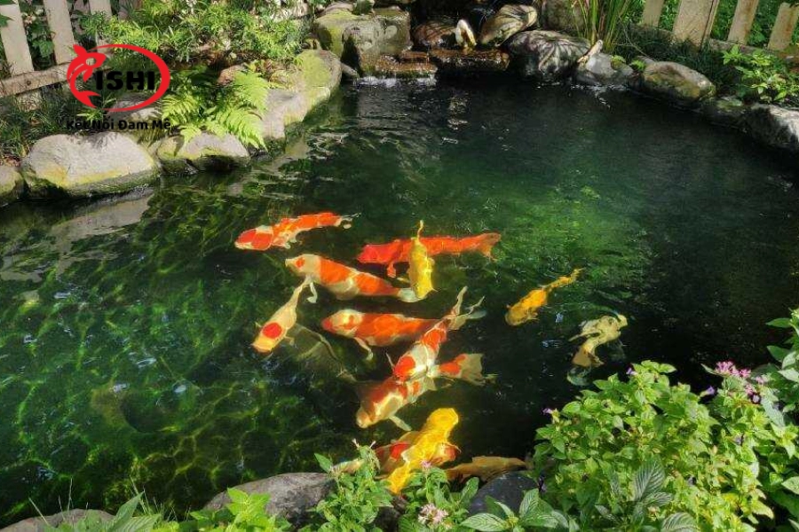 Cá Koi bị tuột nhớt cách phòng và trị bệnh thế nào?