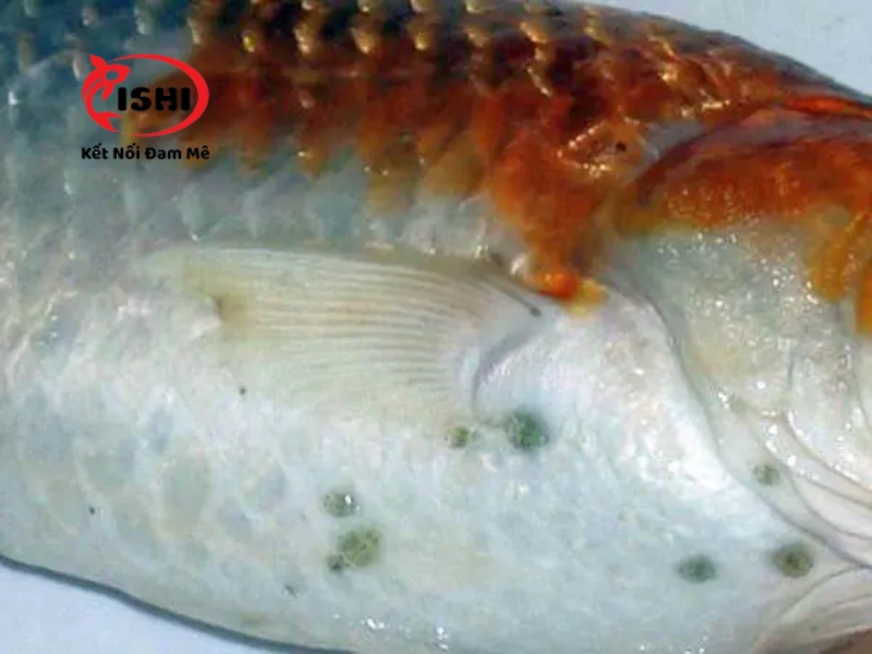 Bệnh rận cá ở cá koi khiến chúng cạ mình và thành bể