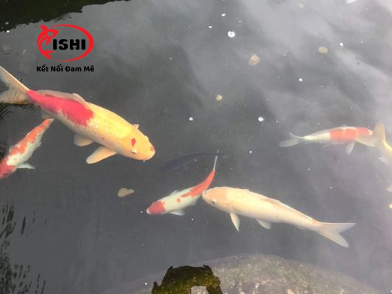 Những nguyên nhân khiến cá koi bị sốc nước