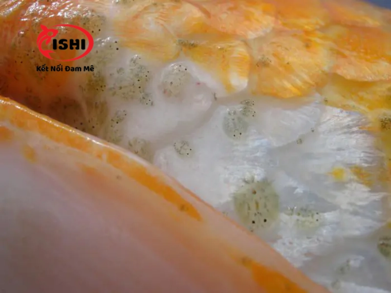 Rận nước dùng miệng chọc thủng da, hút máu và chất dinh dưỡng của cá Koi