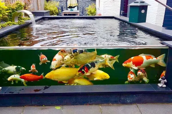 Bể cá Koi thể hiện đẳng cấp của gia chủ