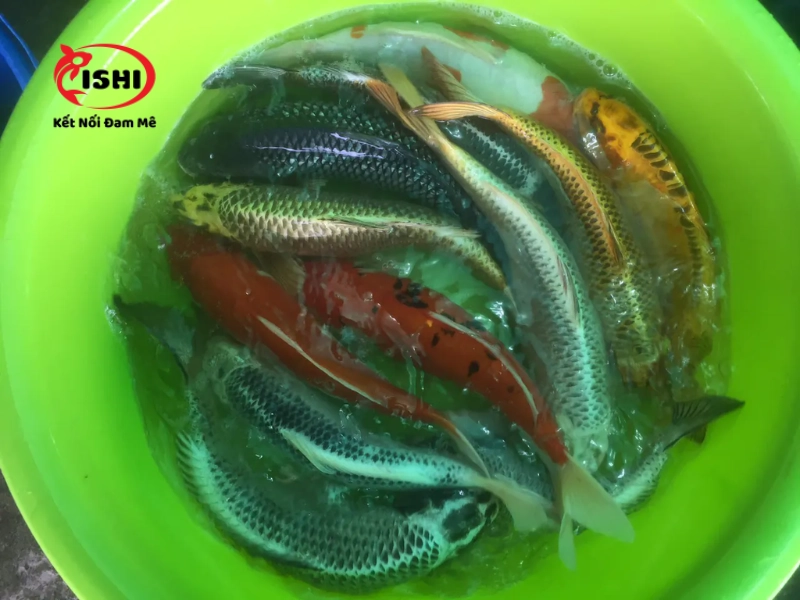 Tắm muối cho cá Koi bị nhiễm ký sinh trùng Chilodonella