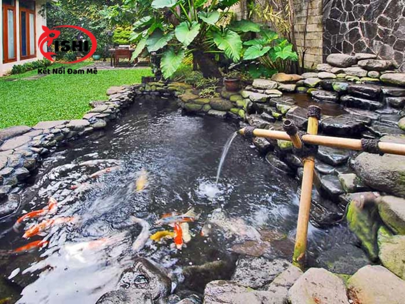 Ví dụ về hệ thống lọc hồ cá Koi tiêu chuẩn