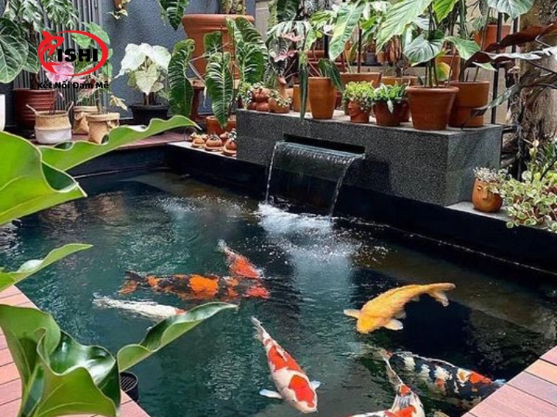 Nhu cầu mua cá Koi tại Đồng Tháp
