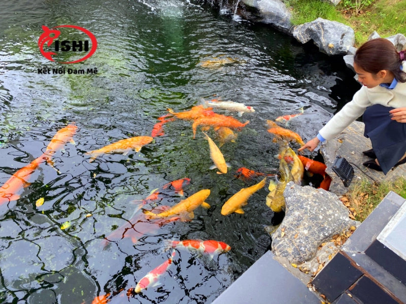 Ưu điểm khi mua cá Koi tại IshiKoi Farm