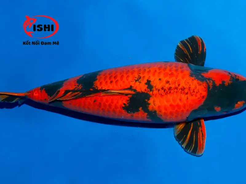 Cá Koi Hi Utsuri