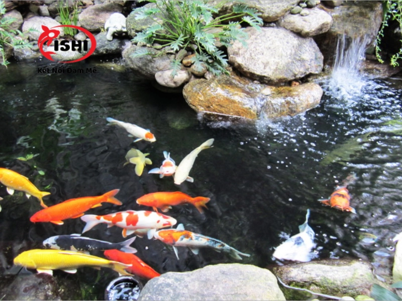 Thông tin liên hệ và chính sách bán hàng của IshiKoi Farm